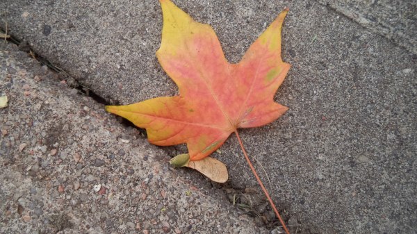 2013-09-19 Autumn Maple Leaf on Sidewalk (1)